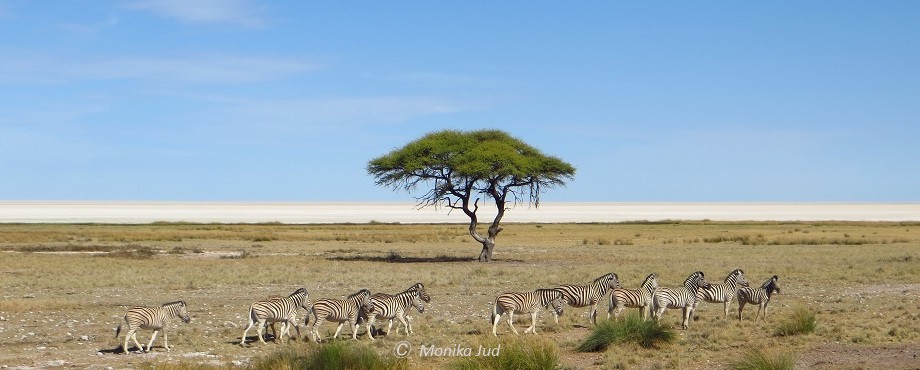 Zebras in der Etoscha-Pfanne