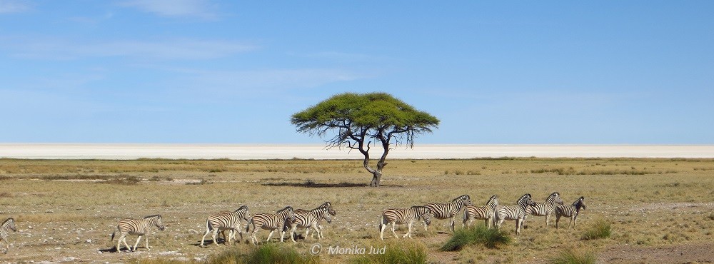 Zebras in der Etoscha-Pfanne