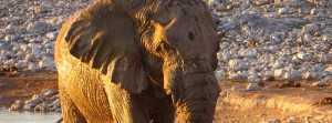 Elefant beim Okaukuejo Camp im Etoscha Nationalpark