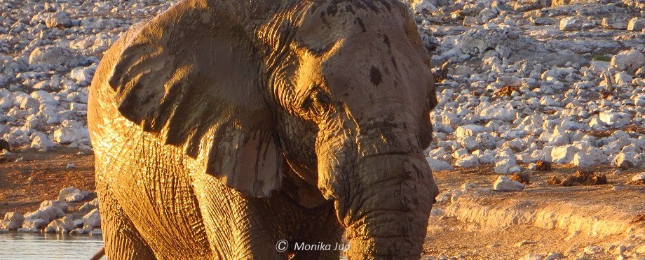 Elefant beim Okaukuejo Camp im Etoscha Nationalpark