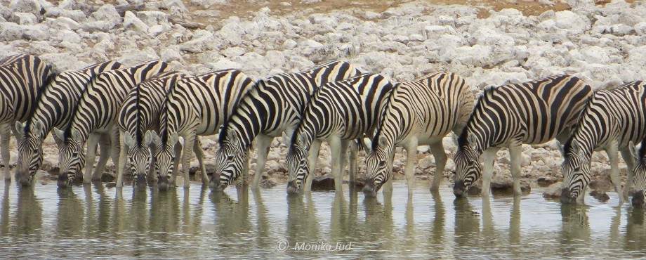 Zebras am Wasserloch im Etoscha Nationalpark