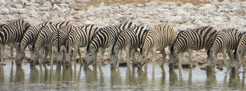 Zebras am Wasserloch im Etoscha Nationalpark