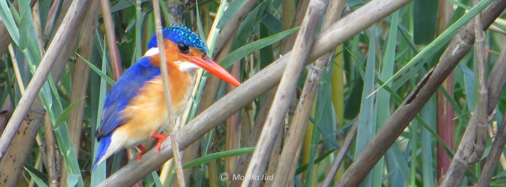 Eisvogel am Okavango River im Caprivi Streifen