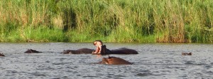 Nilpferde im Okavango River