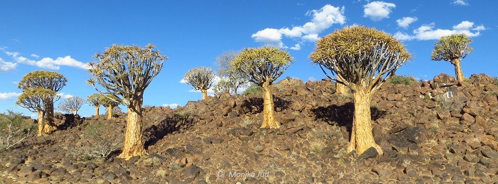 Köcherbaume im Süden von Namibia