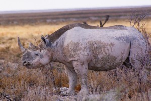 Black Rhino Etoscha