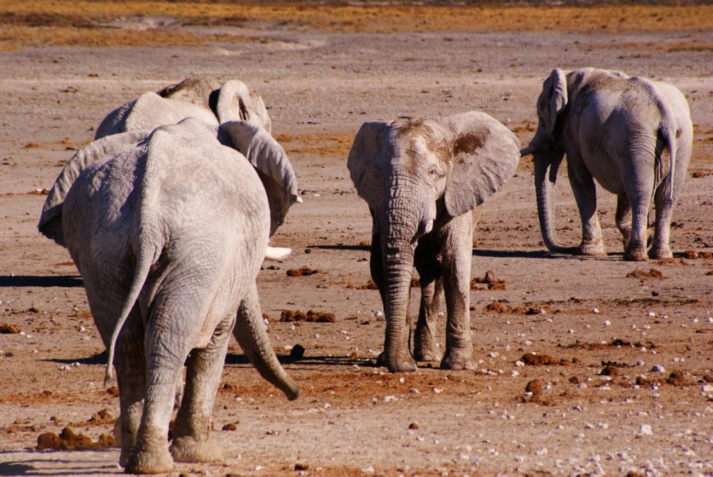 Chameleon-Safaris_elephants-at-Nebrownii-waterhole-Etosha-National-Park