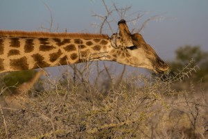 Giraffe im Etoscha-Park frisst von dornigen Bäumen