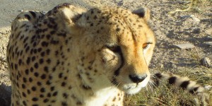 Gepard in Etoscha