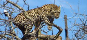 Leopard nahe Etoscha auf einem Baum
