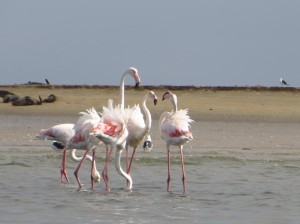 Flamingos in Walvis-Bay