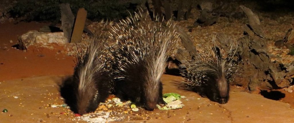 Porcupine-Camp_Panorama