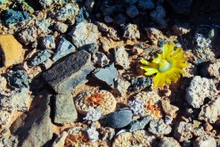 Alte-Kalkofen_Lebende-Steine