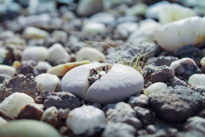 Alte-Kalkofen_Lithop