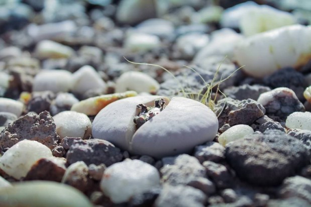 Alte-Kalkofen_Lithop