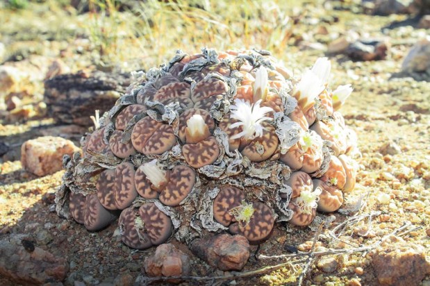 Alte-Kalkofen_Lithops