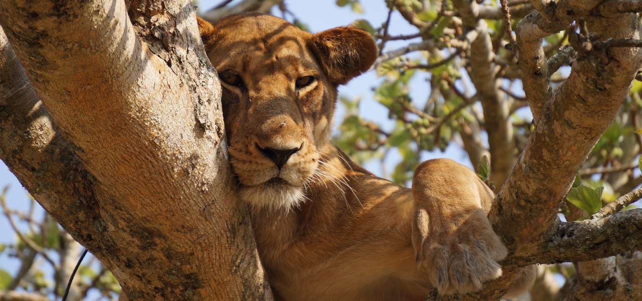 Löwe ganz entspannt im Baum