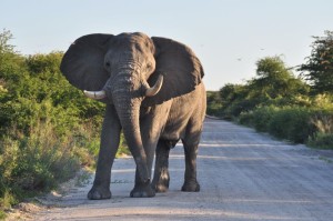 Etosha-Besuch auf der Schlagerreise Namibia