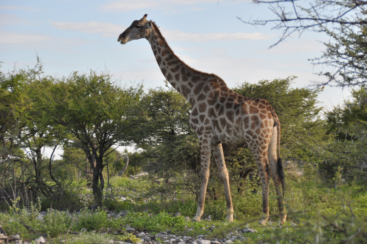 Giraffe in Namibia - Safari auf der Schlagerreise 2016