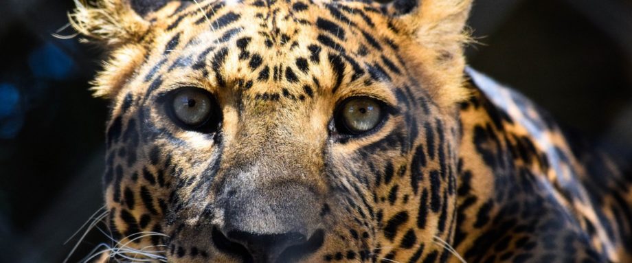 Leopard hautnah