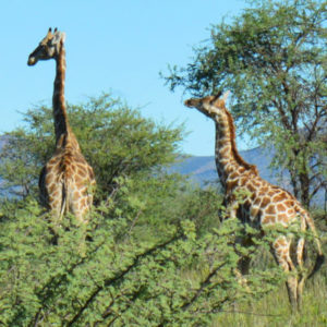 Giraffen in der Buschsavanne auf Onduruquea