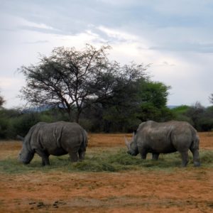 2 Breitmaul-Nashöner fressen Gras auf einer Farm am Waterberg, Namibia