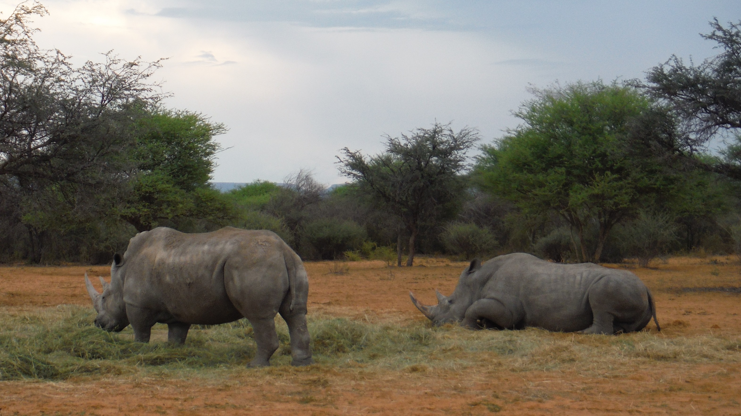 2 Breitmaul-Nashöner fressen Gras auf einer Farm am Waterberg, Namibia