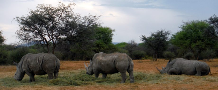 3 Breitmaul-Nashöner fressen Gras auf einer Farm am Waterberg, Namibia