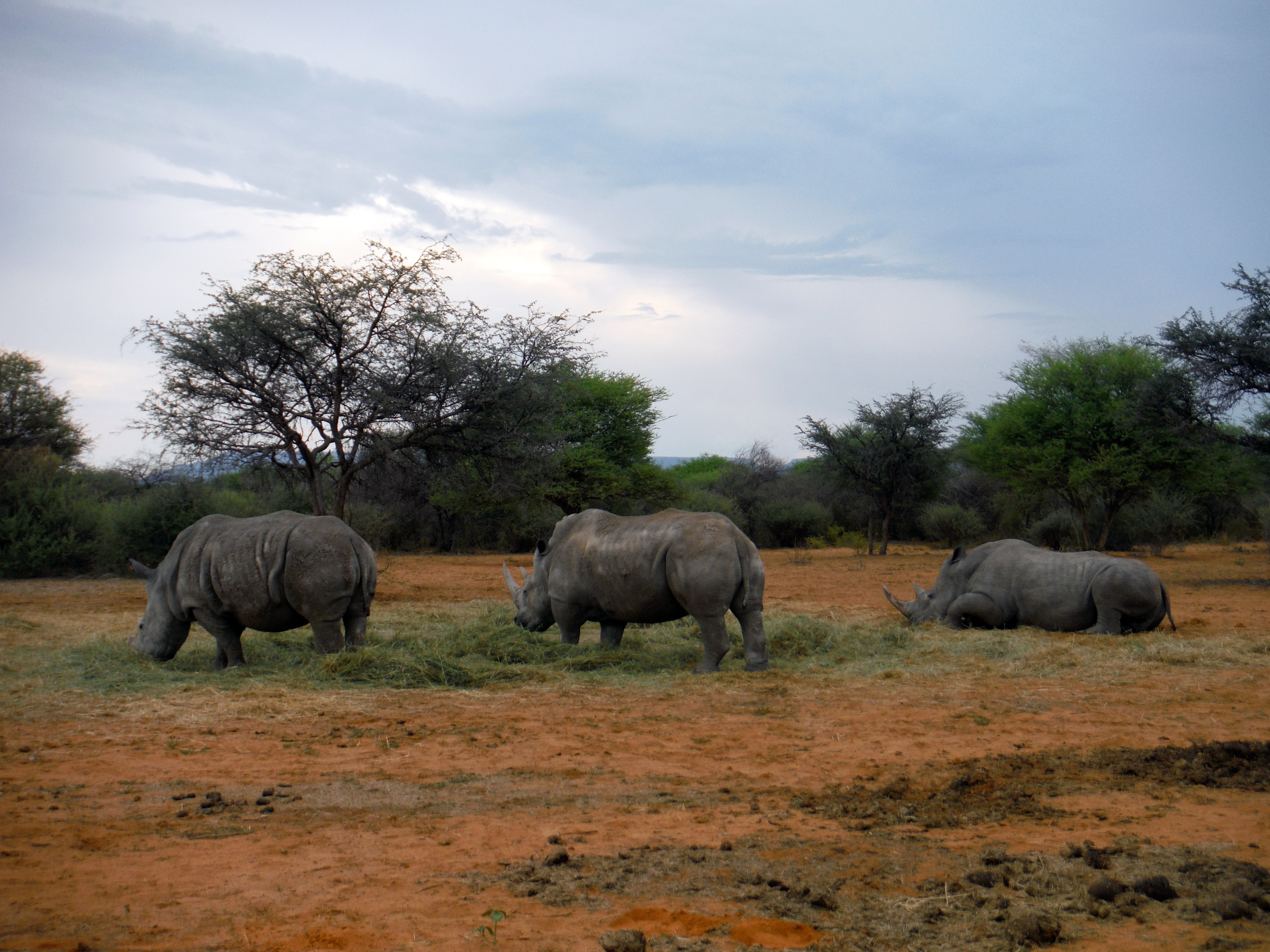 Breitmaul-Nashöner fressen Gras auf einer Farm am Waterberg, Namibia