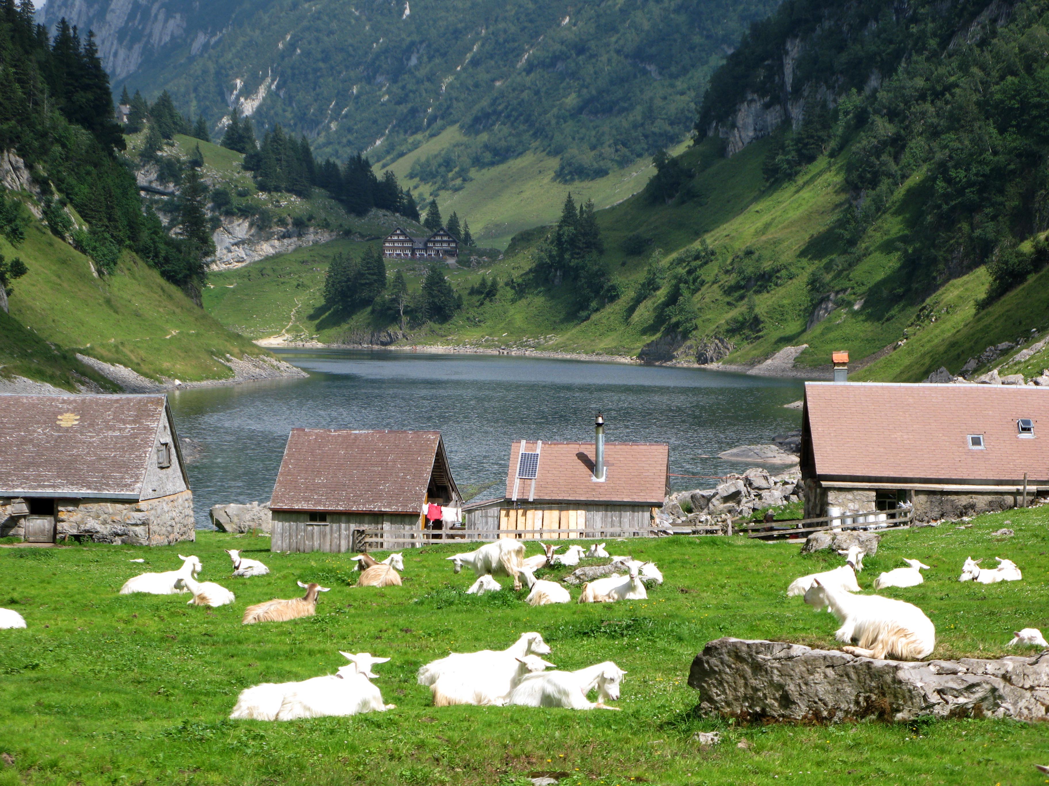 Blick über die Fählenalp auf den Fählensee im Alpstein