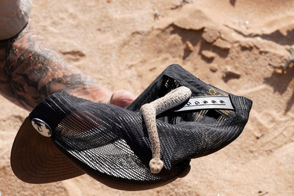 Eine kleine Sandviper, gefunden in den Dünen bei Swakopmund