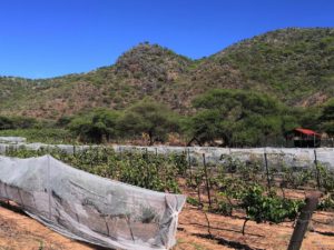 Blick auf Weinreben eines Weinbergs, bzw. Weingarten in Namibia