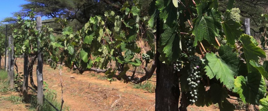 Weinreben kurz vor der Ernte in einem Weingarten in Namibia