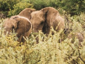 Elefantenherde im grünen Etosha-Park in der Regensaison