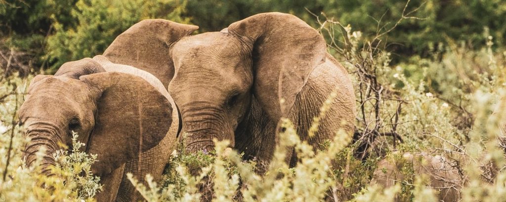 Elefantenherde im grünen Etosha-Park in der Regensaison