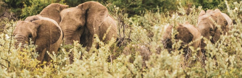 Elefantenherde im grünen Etosha-Park in der Regensaison