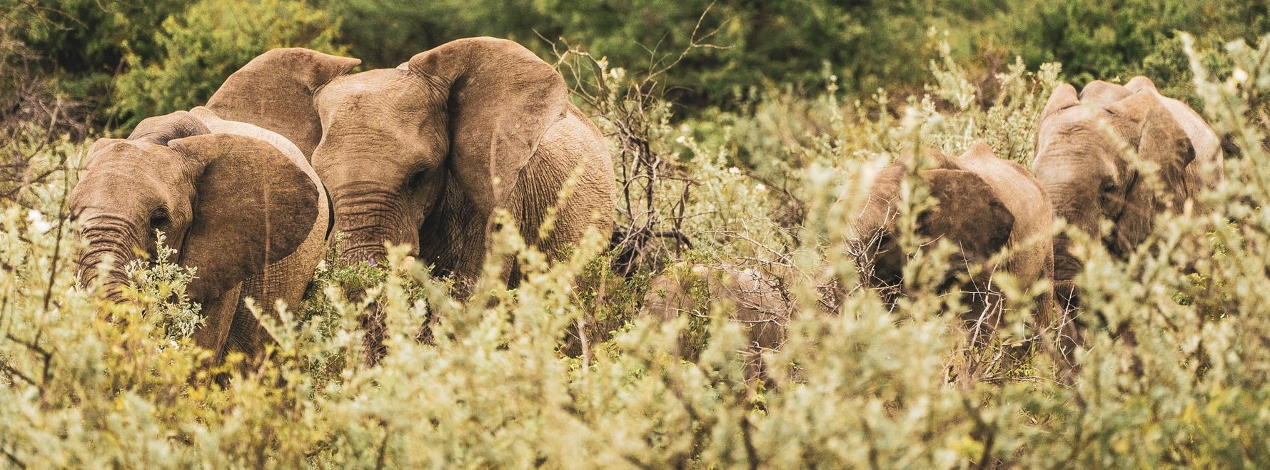 Elefantenherde im grünen Etosha-Park in der Regensaison