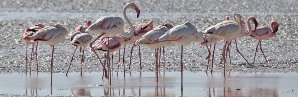 Flamingos im Osten der Etosha-Pfanne Namibias zur Regenzeit