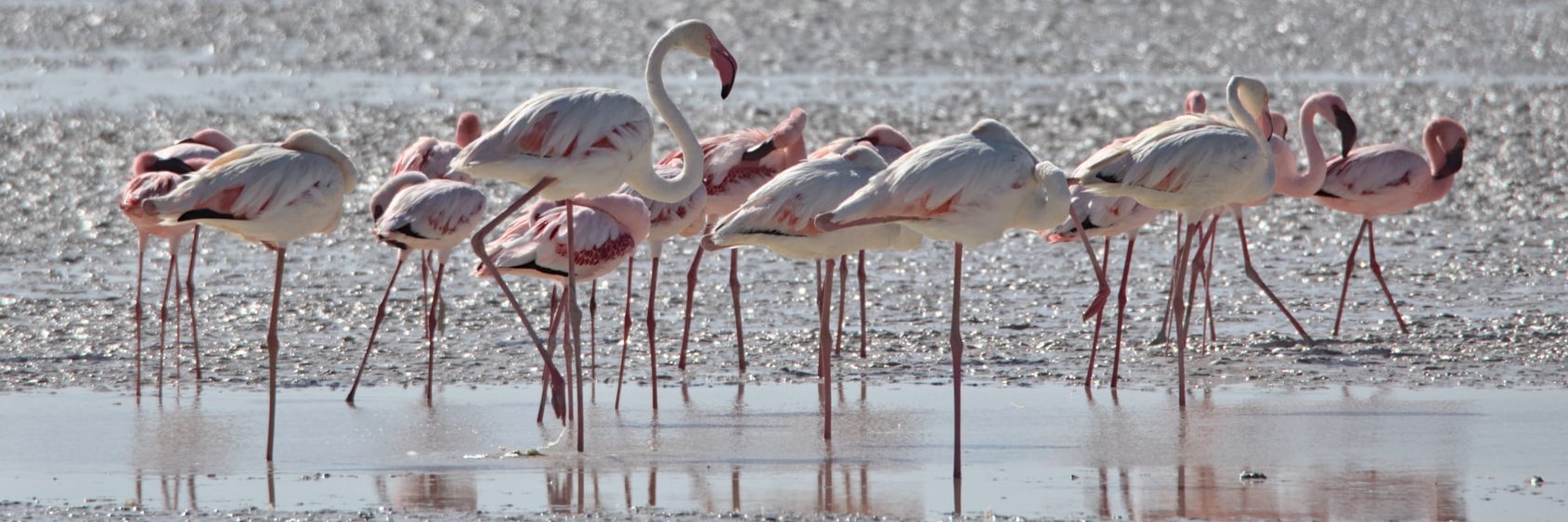 Flamingos im Osten der Etosha-Pfanne Namibias zur Regenzeit