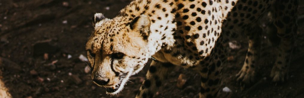 Gepard in Namibia vom Cheetah Conservation Fund