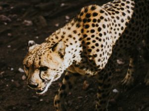 Gepard in Namibia vom Cheetah Conservation Fund