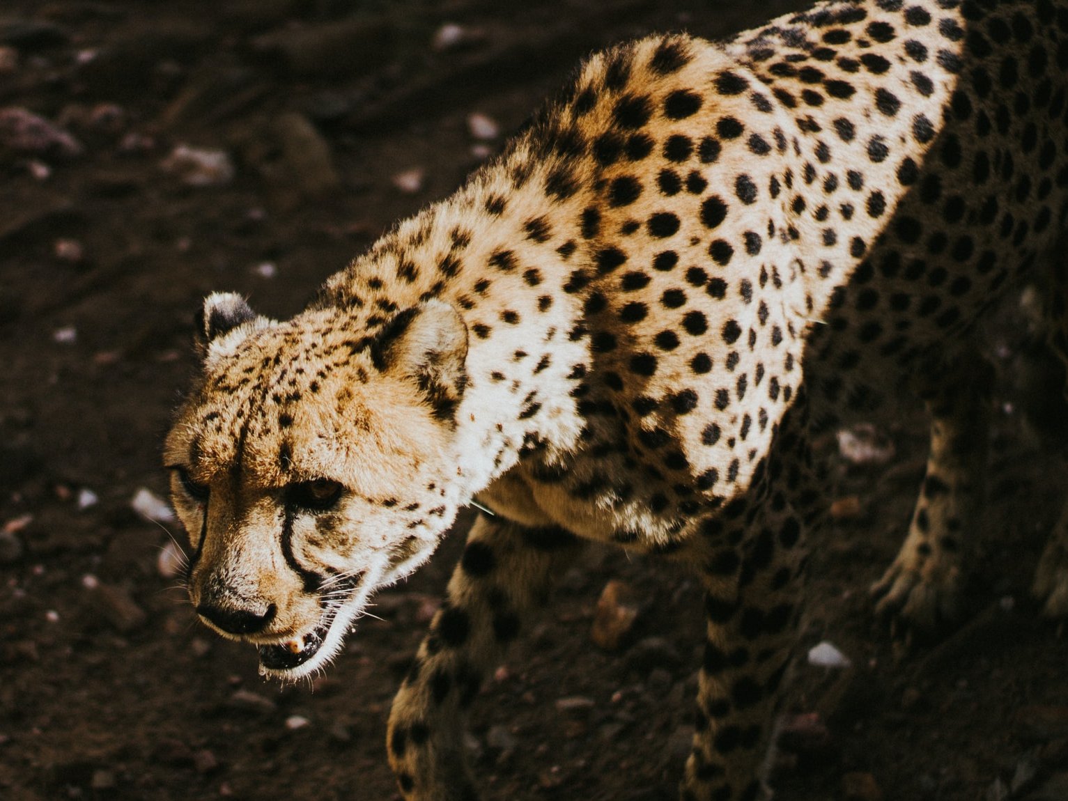 Gepard in Namibia vom Cheetah Conservation Fund