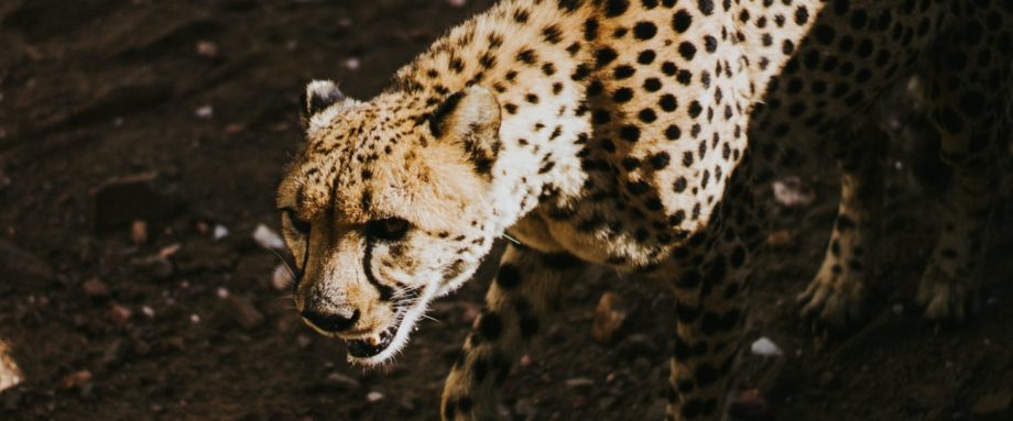 Gepard in Namibia vom Cheetah Conservation Fund