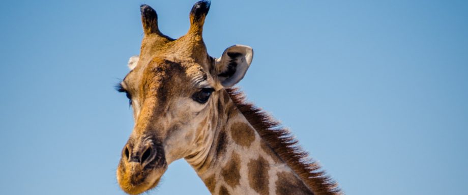 Giraffe im Etosha-Nationalpark in Namibia