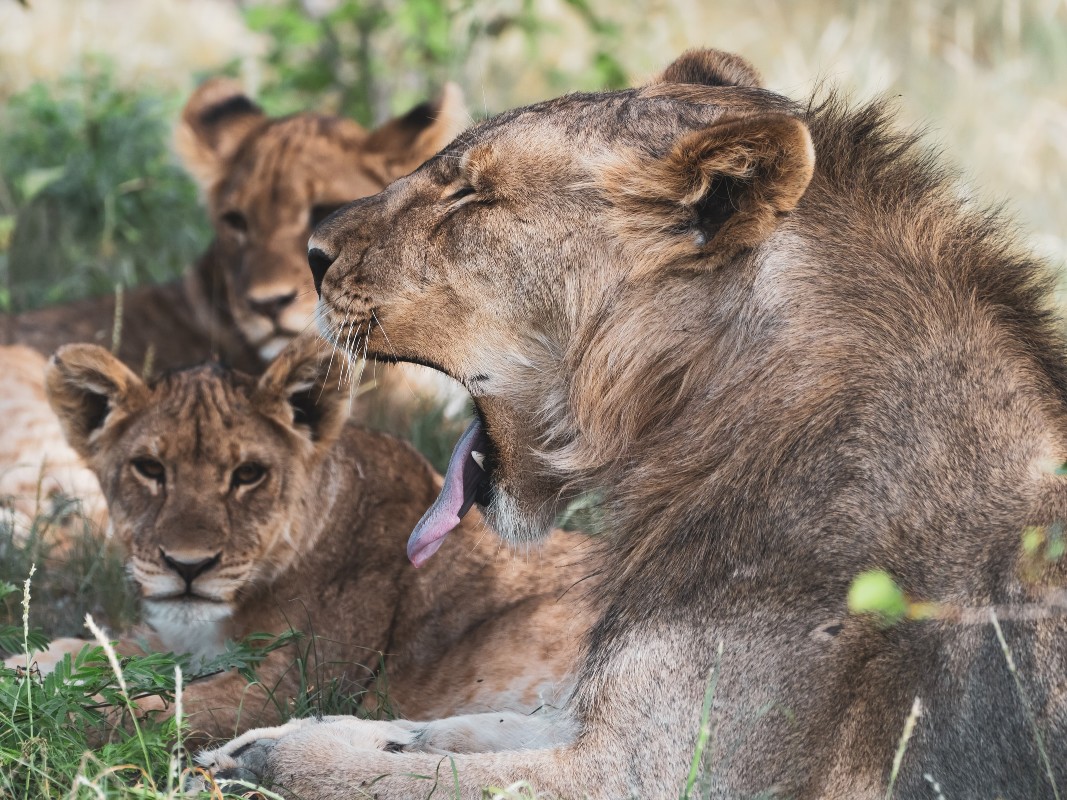 Löwenfamilie im Etosha Park in Namibia