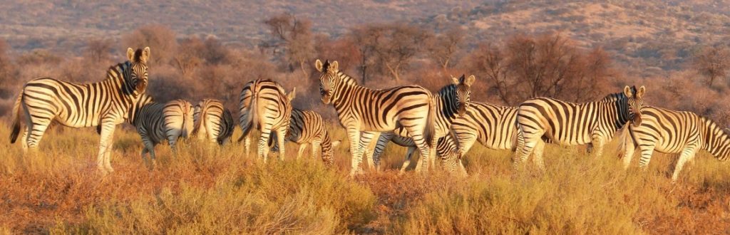 Zebraherde in Namibia