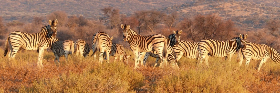 Zebraherde in Namibia