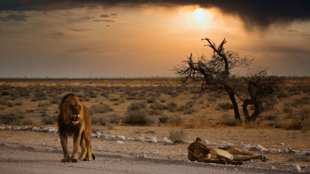 Straße und Graslandschaft des Etosha Parks mit Sonnenuntergang im Hintergrund. 1 Löwe und eine Löwin stehen und liegen direkt am Straßenrand.