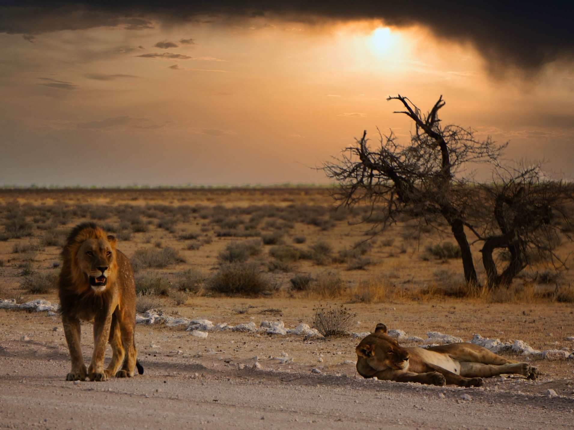 Straße und Graslandschaft des Etosha Parks mit Sonnenuntergang im Hintergrund. 1 Löwe und eine Löwin stehen und liegen direkt am Straßenrand.