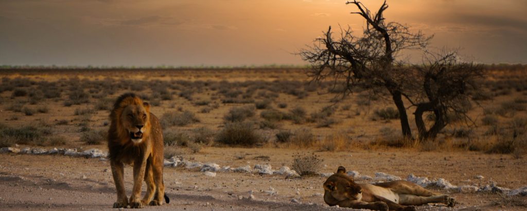 Straße und Graslandschaft des Etosha Parks mit Sonnenuntergang im Hintergrund. 1 Löwe und eine Löwin stehen und liegen direkt am Straßenrand.